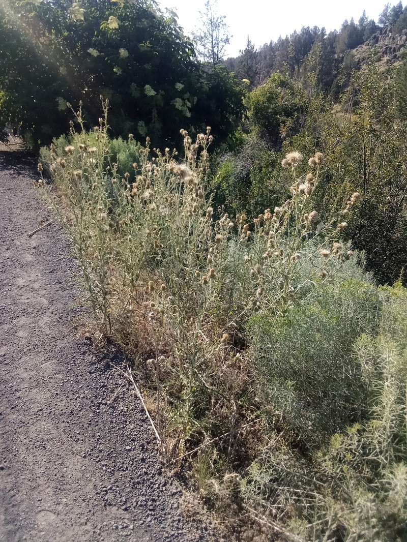 Graygreen Thistle photo 6