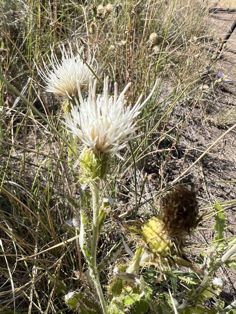 Graygreen Thistle photo 7