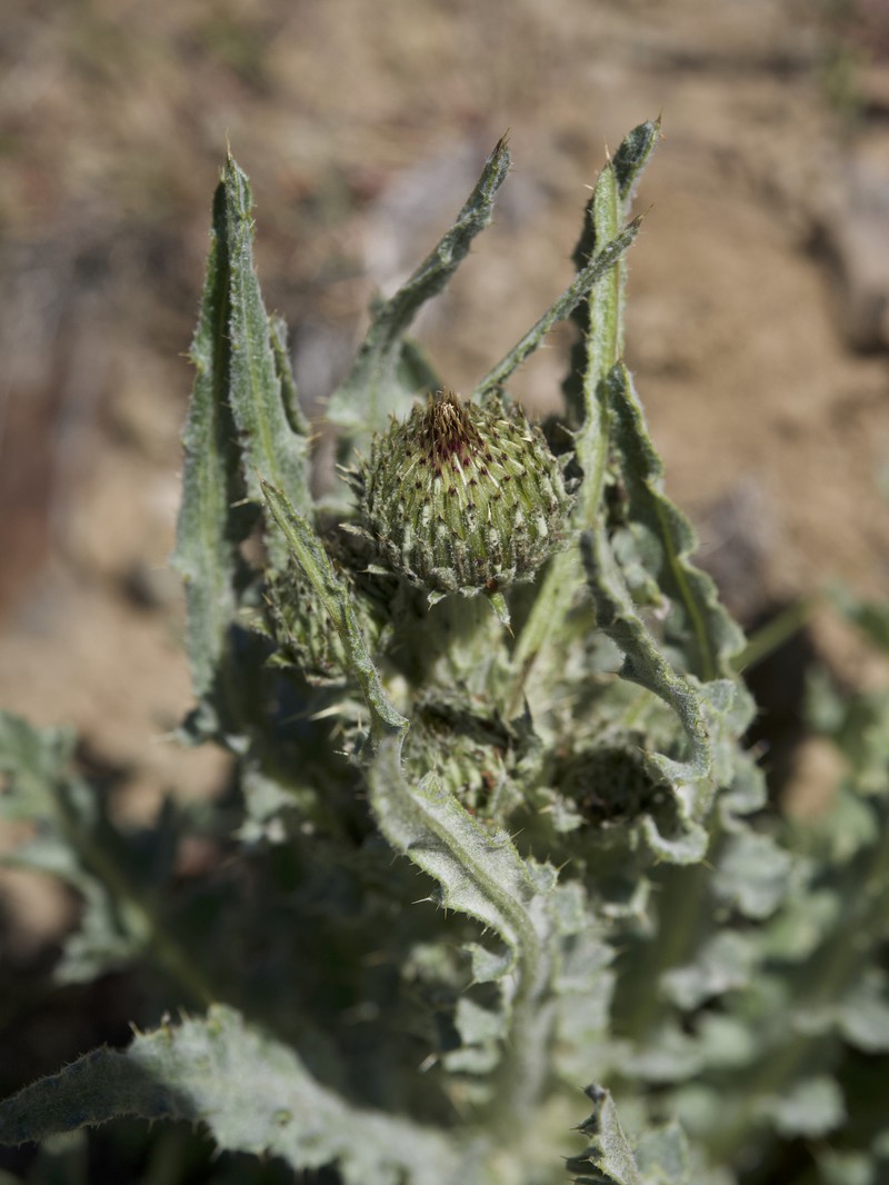 Graygreen Thistle photo 8