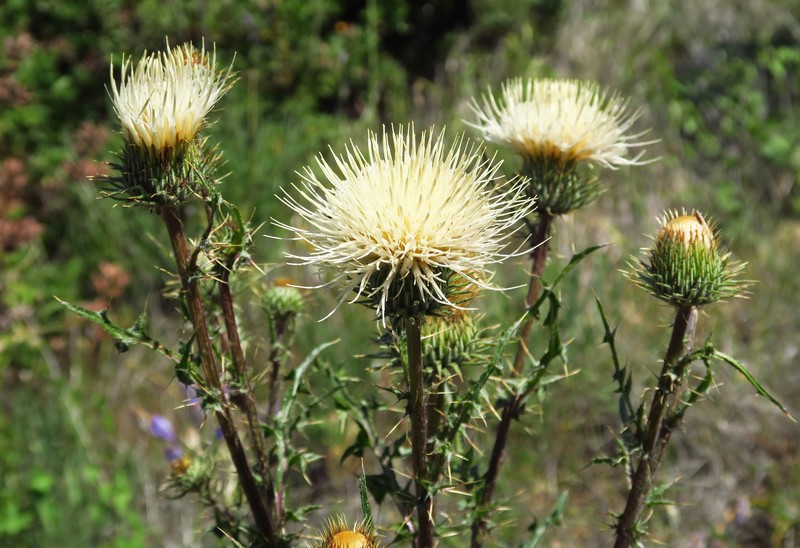 Cirsium cymosum var. cymosum