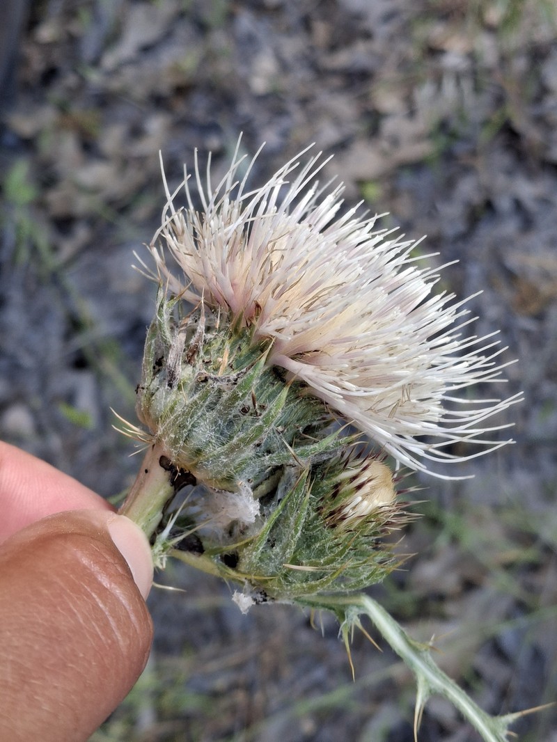 Cirsium cymosum var. cymosum photo 2