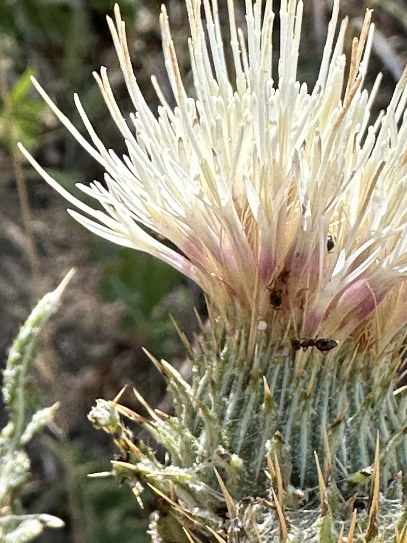 Cirsium cymosum var. cymosum photo 3