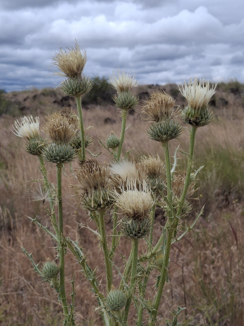 Cirsium cymosum var. cymosum photo 4