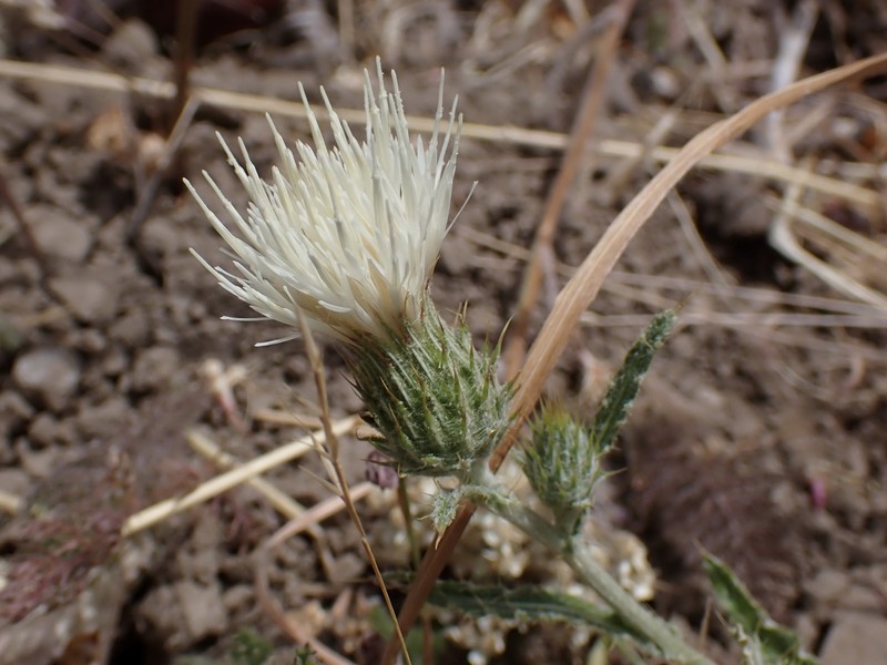 Cirsium cymosum var. cymosum photo 5
