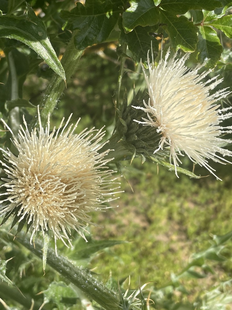 Cirsium cymosum var. cymosum photo 6