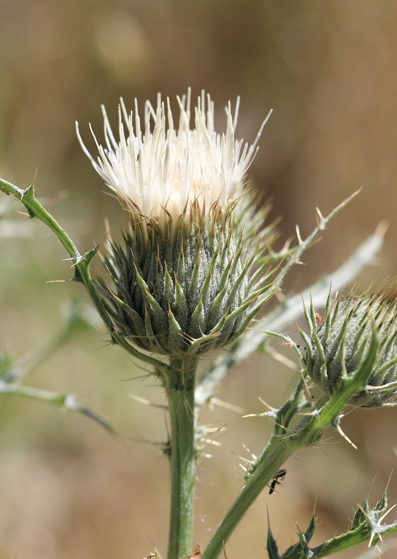 Cirsium cymosum var. cymosum photo 7