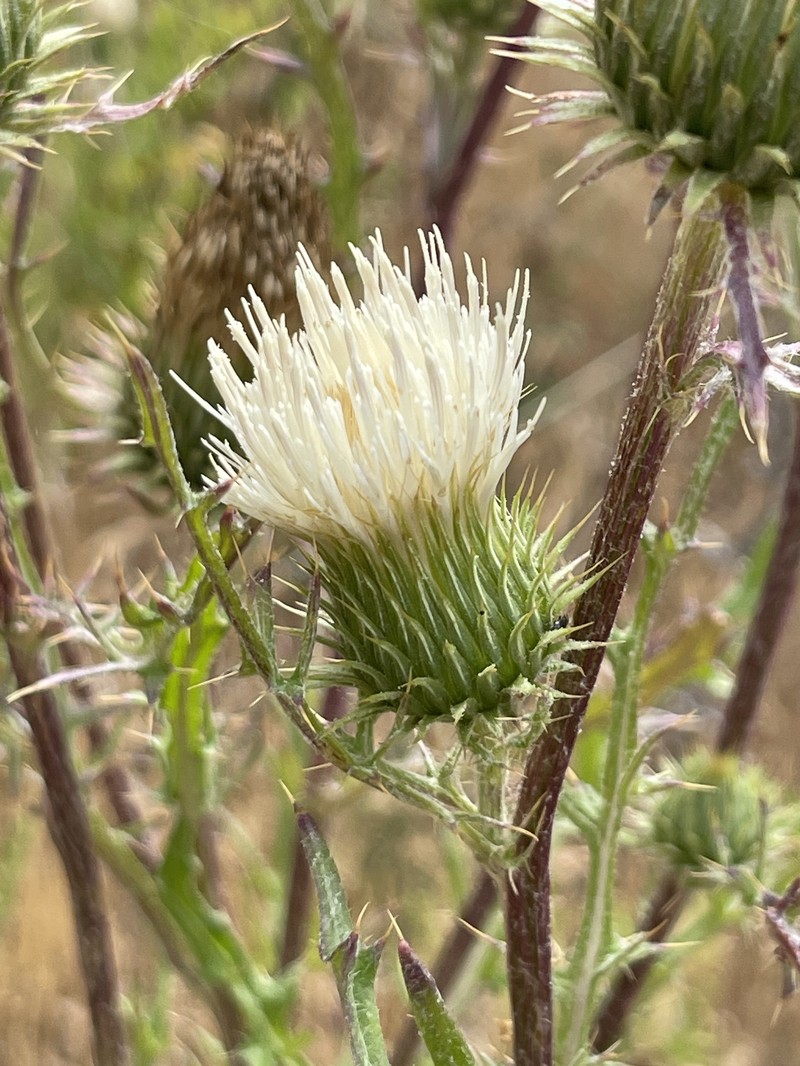 Cirsium cymosum var. cymosum photo 8