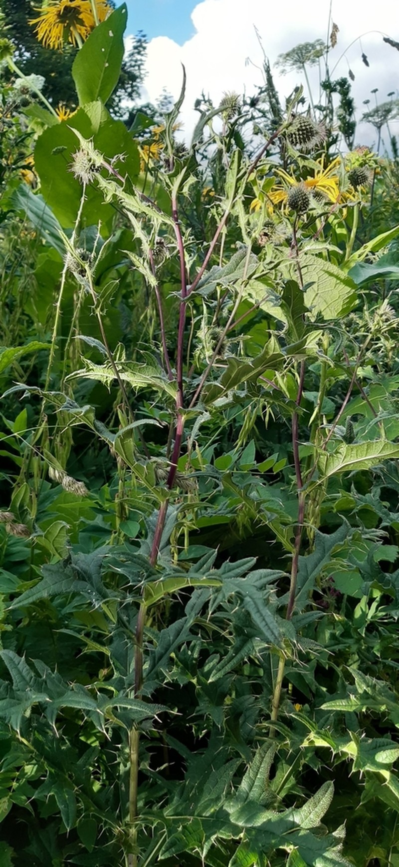 Cirsium czerkessicum photo 2