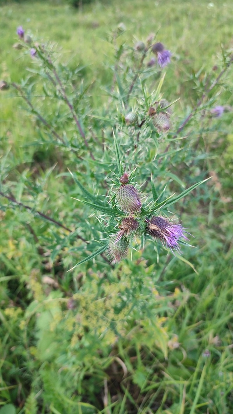Cirsium czerkessicum photo 3