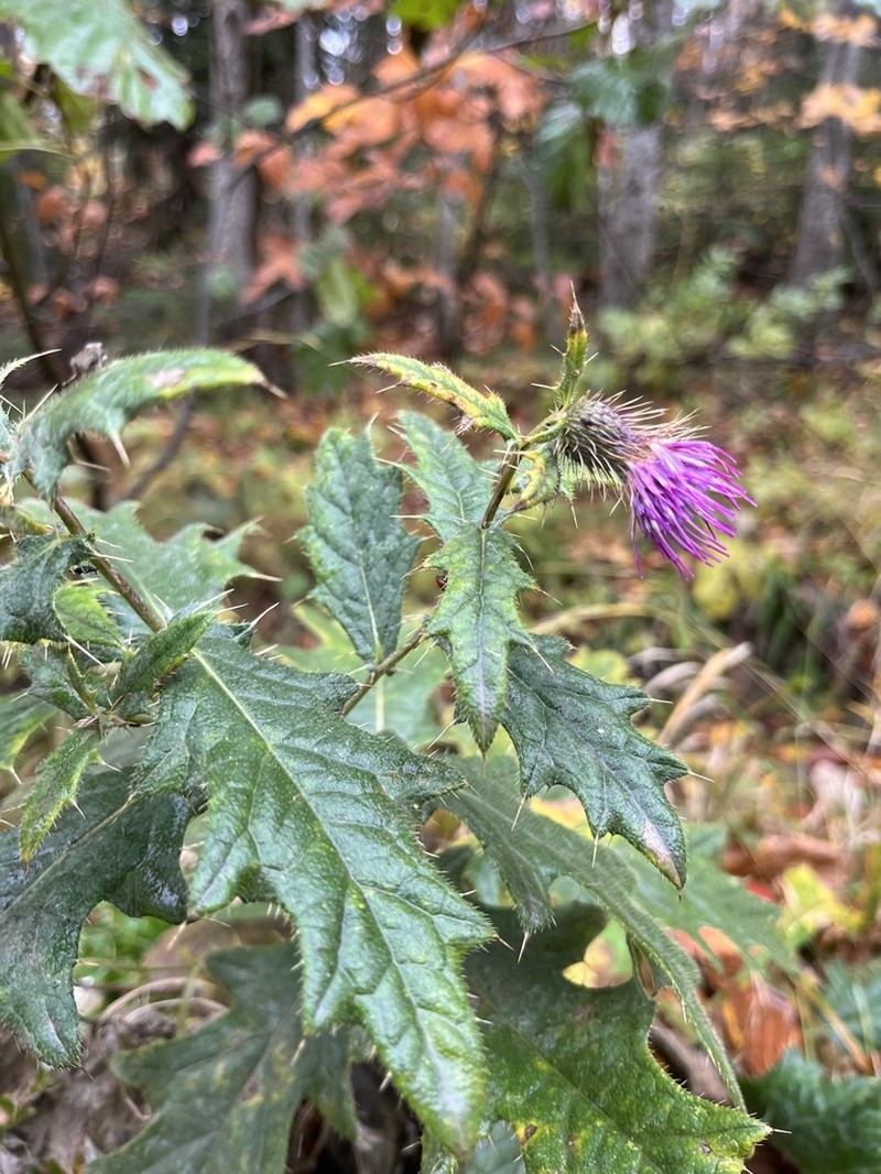 Cirsium czerkessicum photo 4