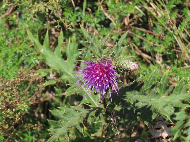 Cirsium czerkessicum photo 5