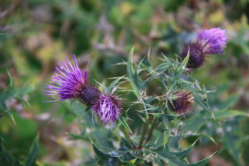 Cirsium czerkessicum photo 6