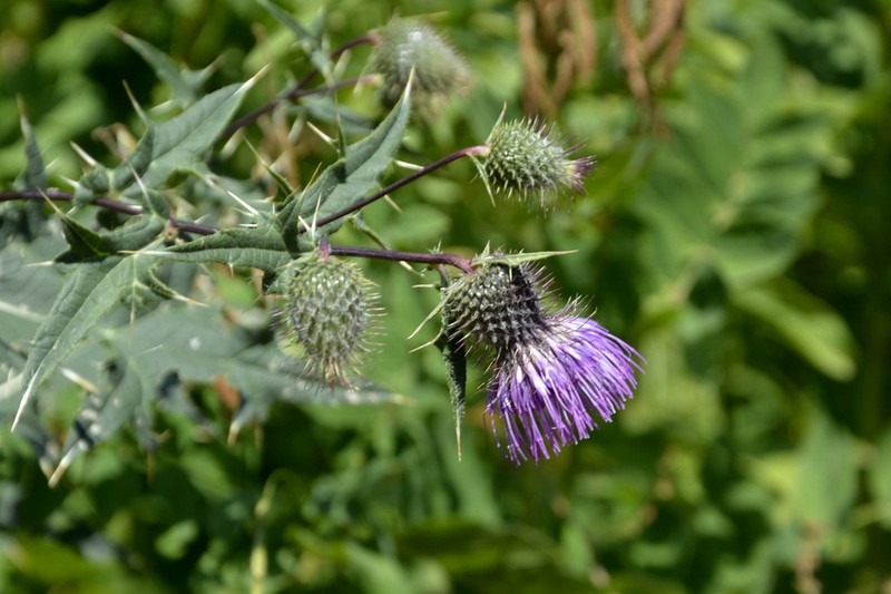 Cirsium czerkessicum photo 7