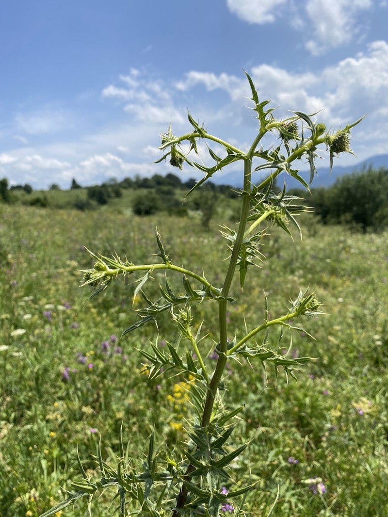 Cirsium czerkessicum photo 8