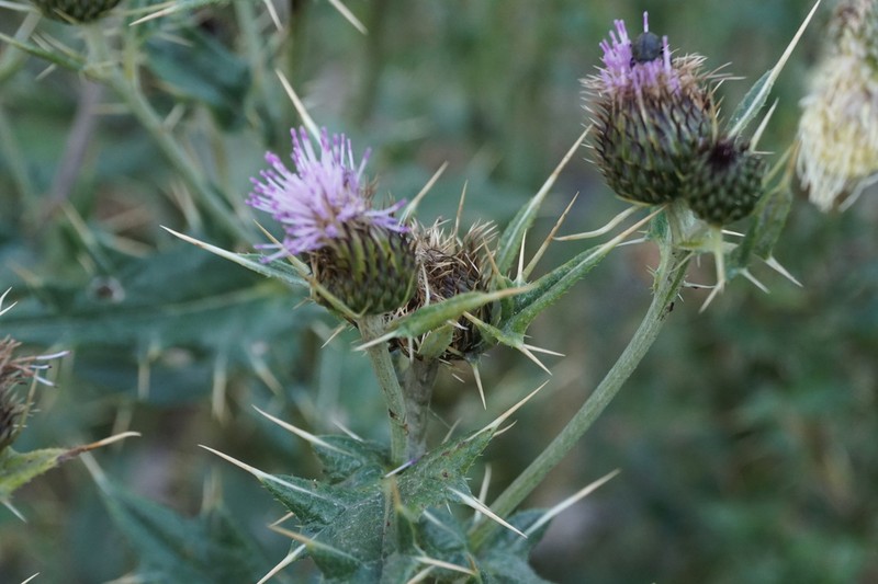 Cirsium daghestanicum