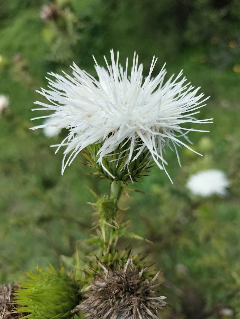 Cirsium dasyphyllum