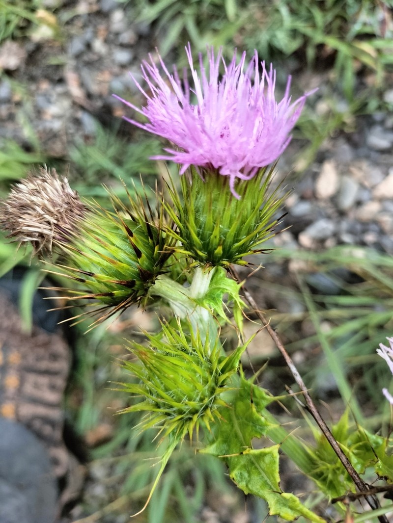 Cirsium dasyphyllum photo 2