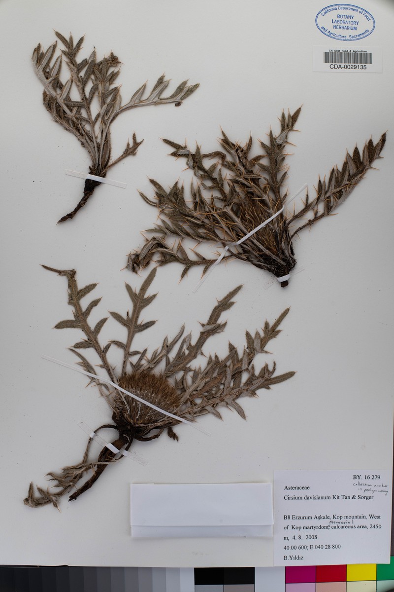 Cirsium davisianum