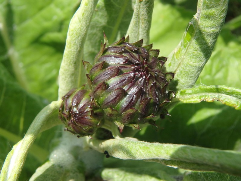 Cirsium dealbatum