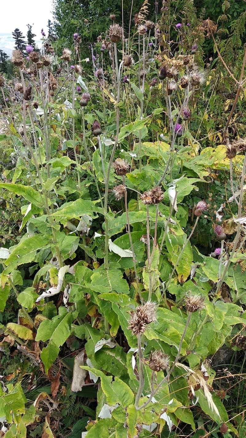 Cirsium dealbatum photo 2