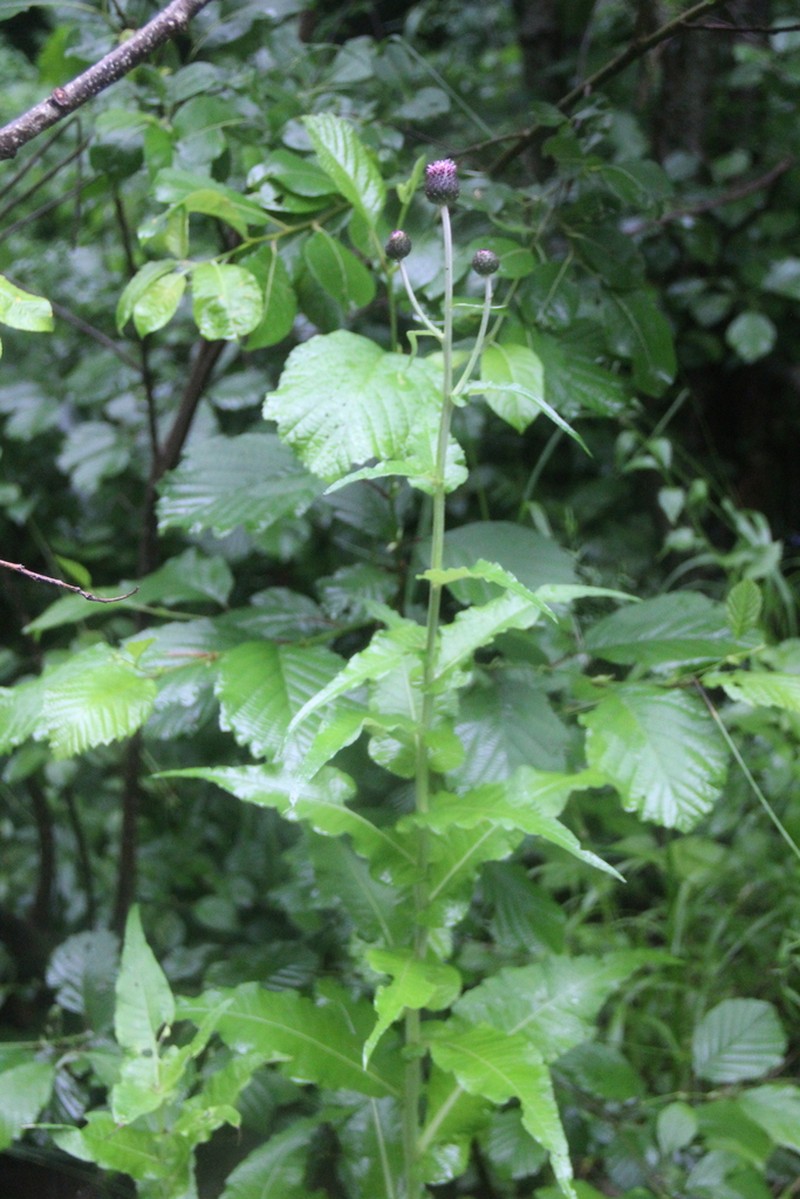 Cirsium dealbatum photo 3