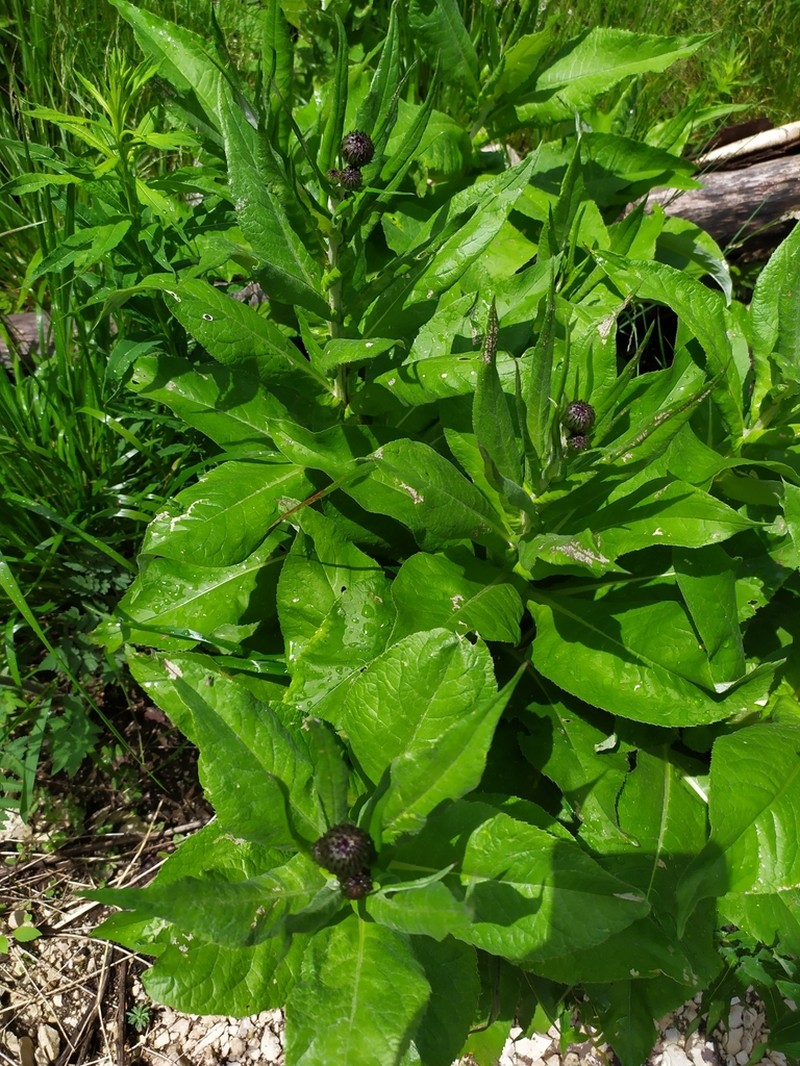 Cirsium dealbatum photo 4