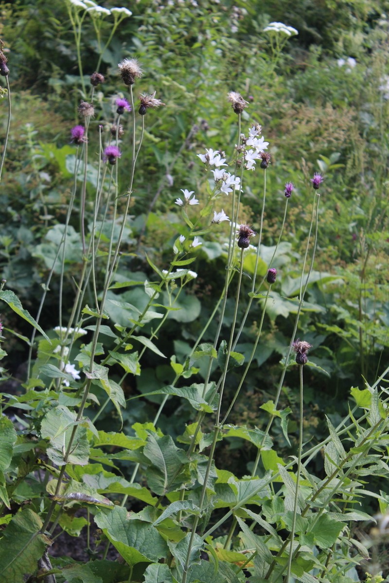 Cirsium dealbatum photo 5