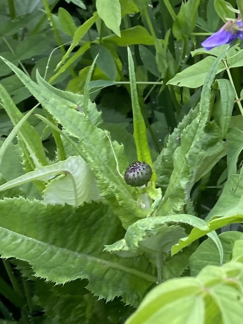 Cirsium dealbatum photo 6