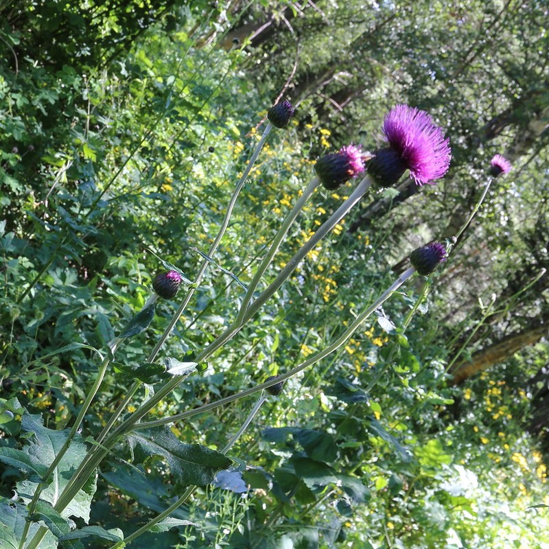 Cirsium dealbatum photo 7