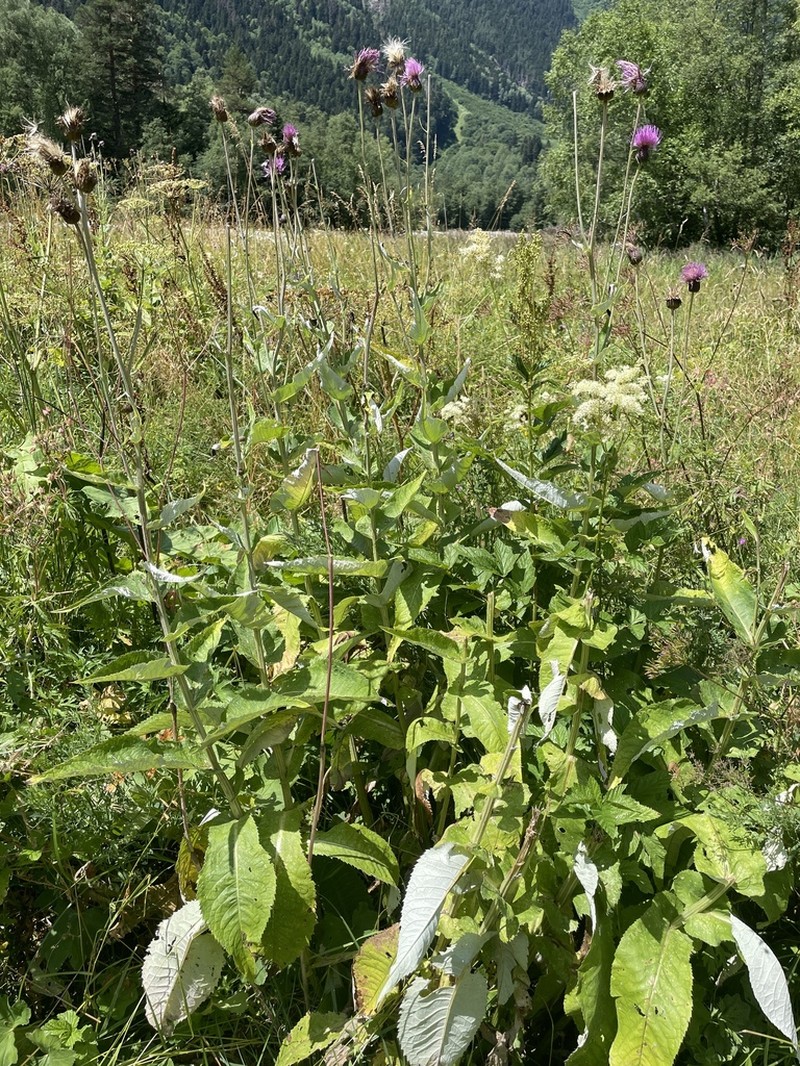 Cirsium dealbatum photo 8