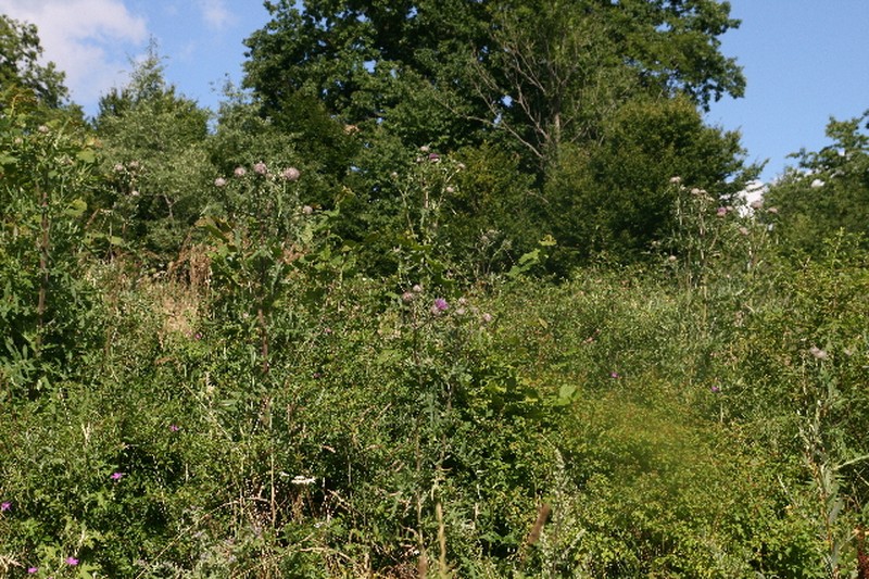 Cirsium decussatum photo 2
