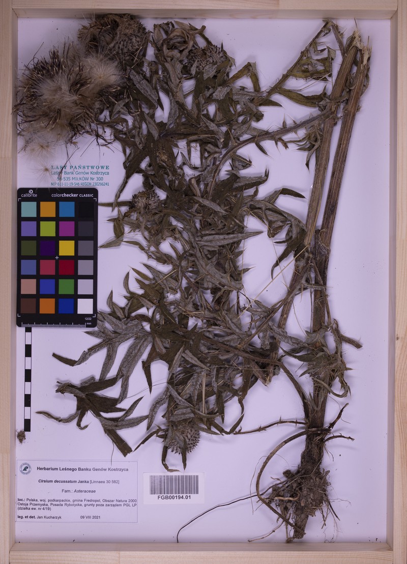Cirsium decussatum photo 5