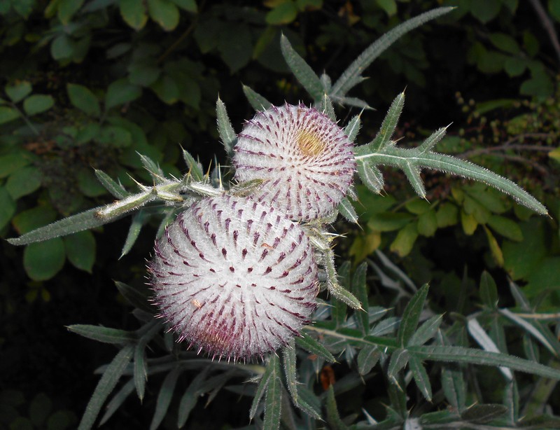 Cirsium decussatum