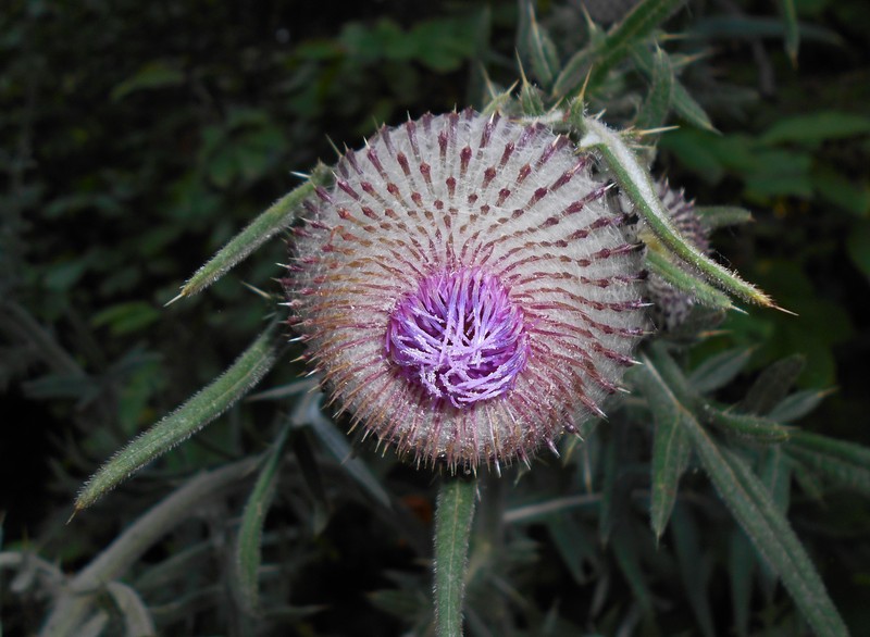 Cirsium decussatum photo 6