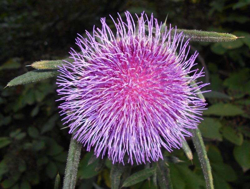 Cirsium decussatum photo 7