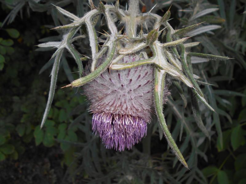 Cirsium decussatum photo 8