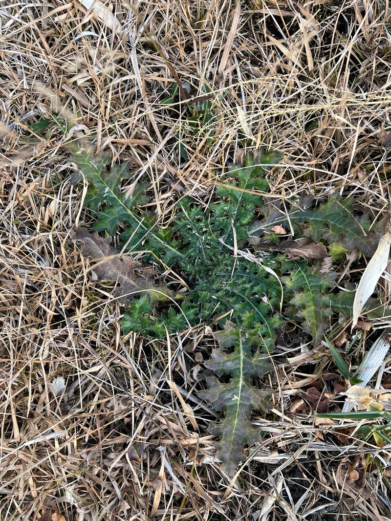 Cirsium dipsacolepis photo 2