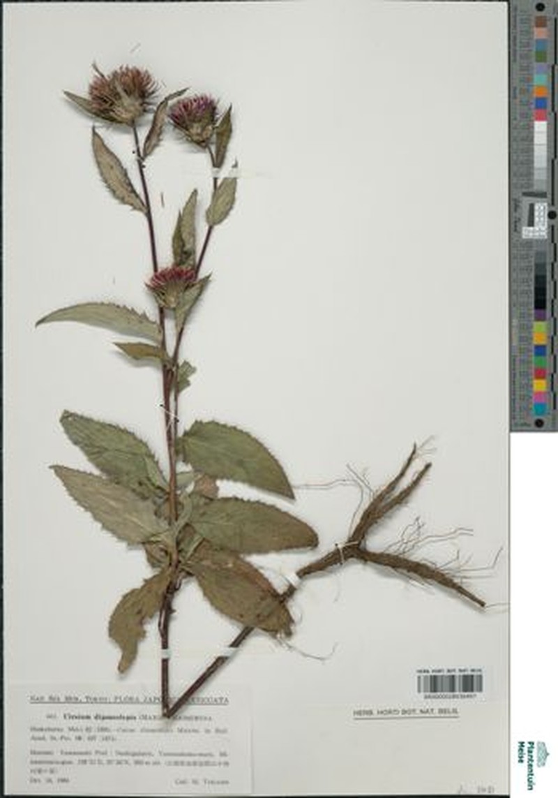Cirsium dipsacolepis photo 3
