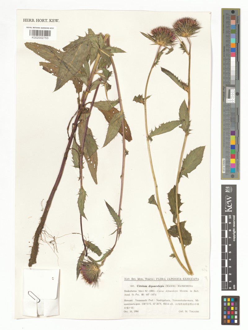 Cirsium dipsacolepis photo 4
