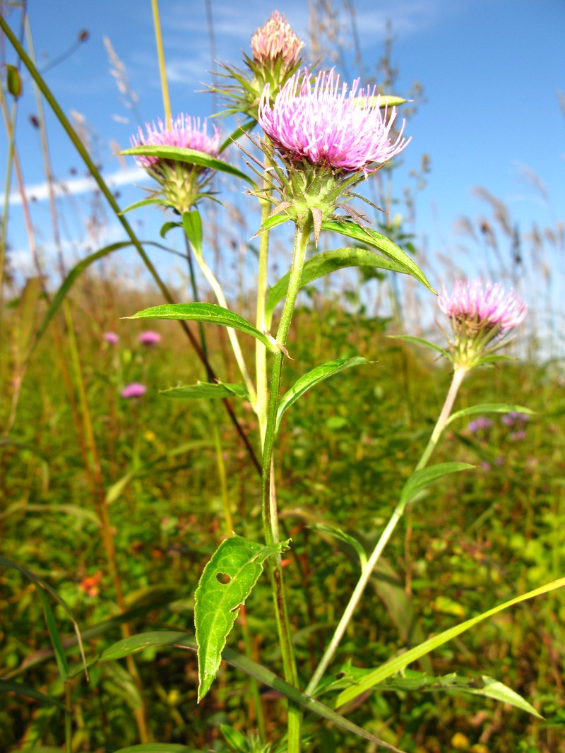 Cirsium dipsacolepis
