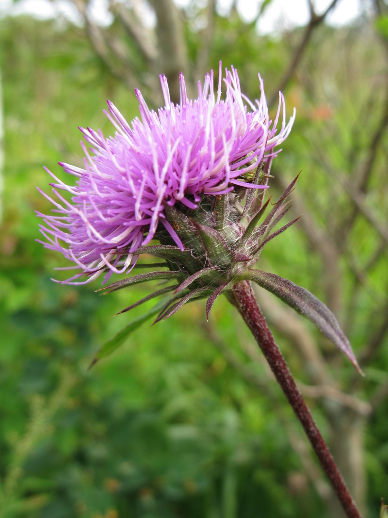 Cirsium dipsacolepis photo 5