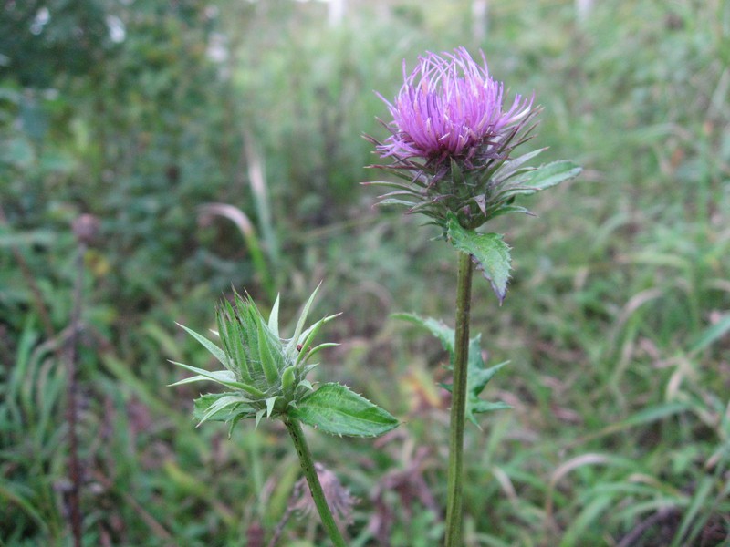 Cirsium dipsacolepis photo 6