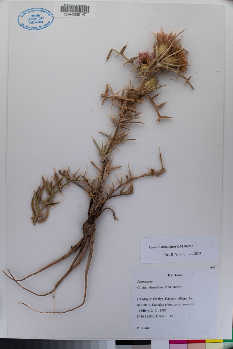 Cirsium dirmilense