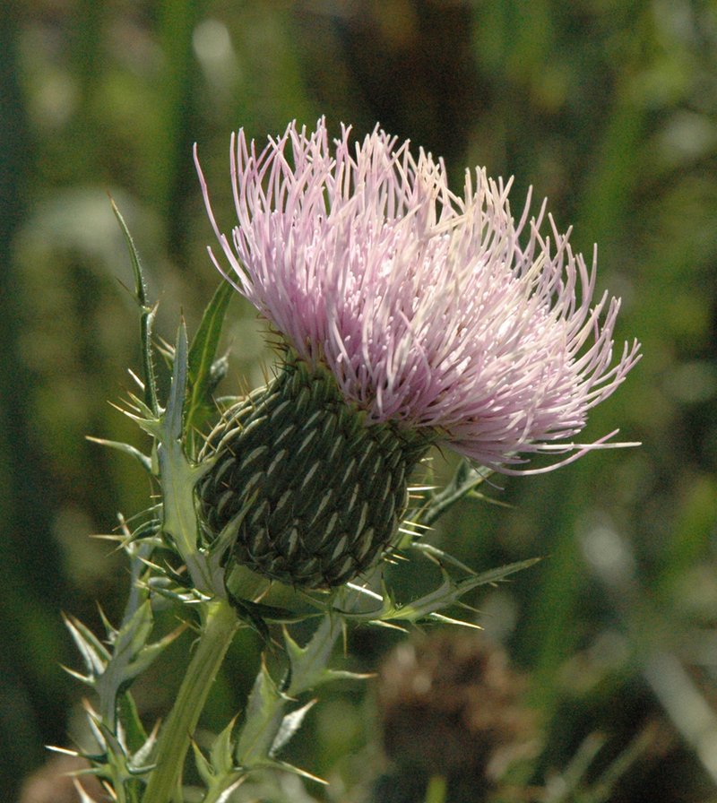 Field Thistle