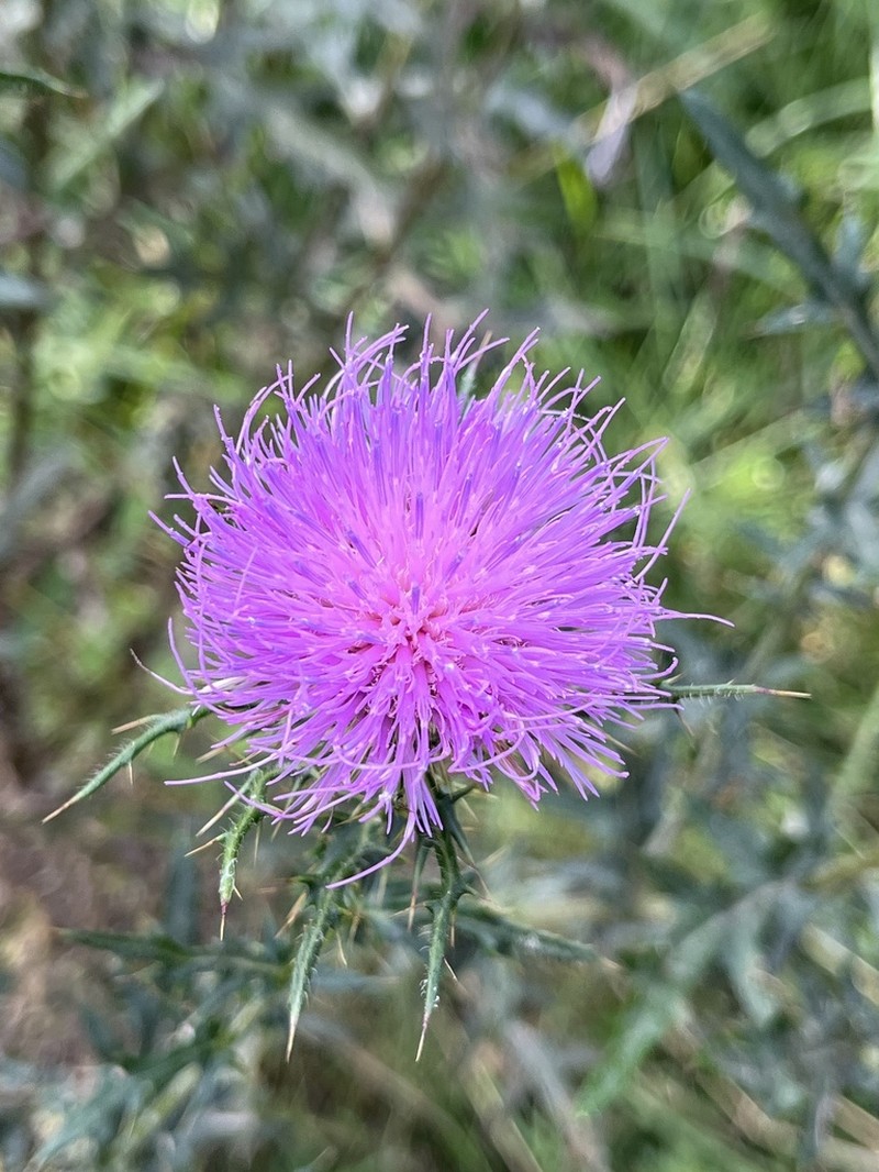 Field Thistle