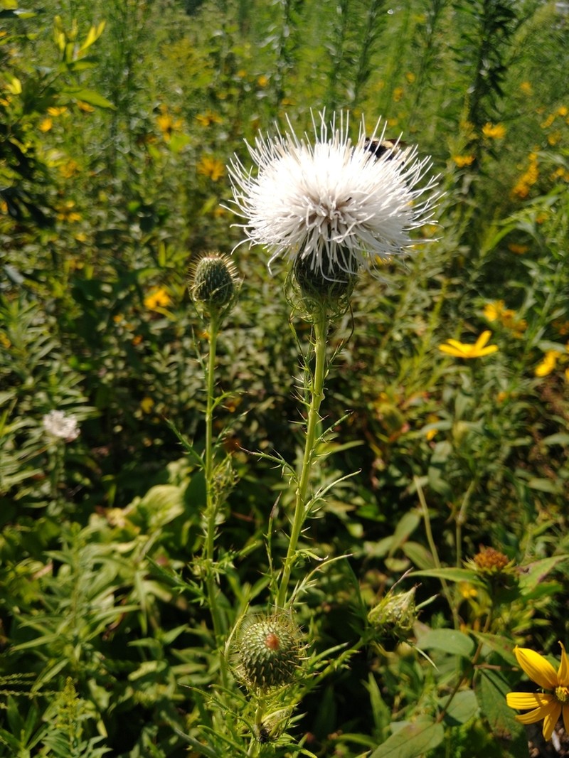 Field Thistle photo 3