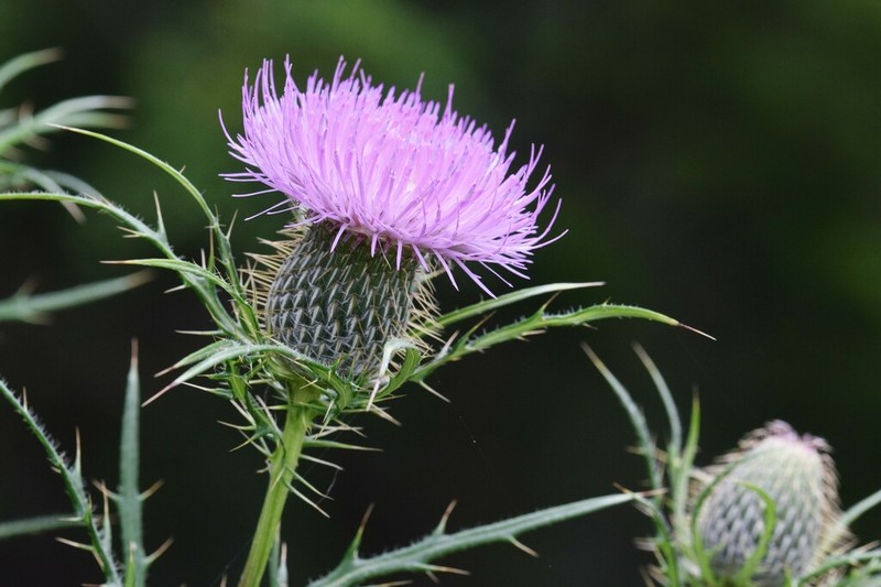 Field Thistle photo 4