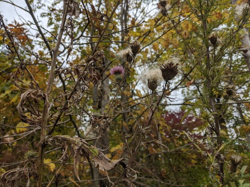 Field Thistle photo 5