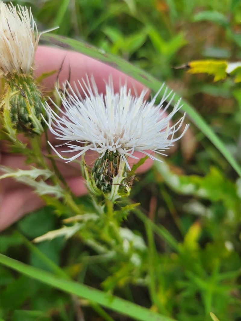 Field Thistle photo 6