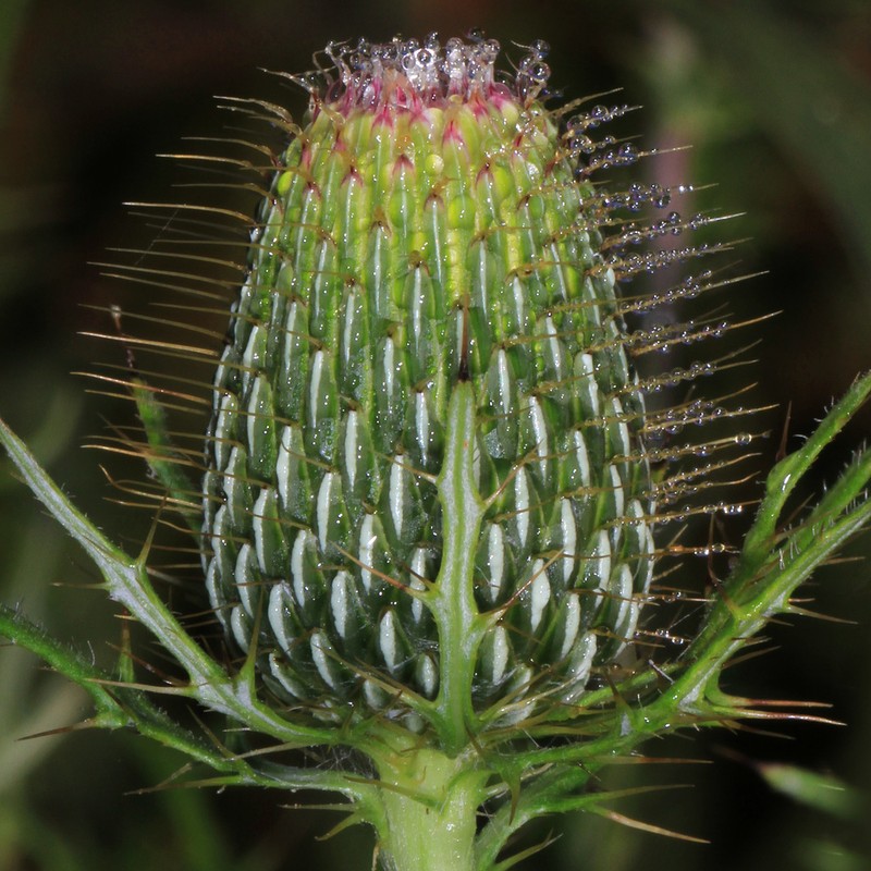 Field Thistle photo 7